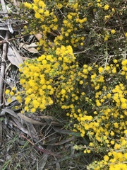 Acacia glandulicarpa