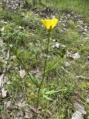 Ranunculus lappaceus