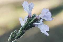 Verbena officinalis