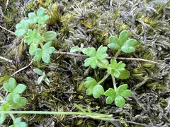 Hydrocotyle foveolata