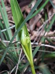 Burchardia umbellata