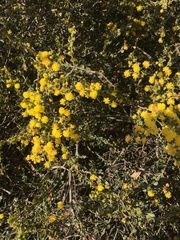 Acacia glandulicarpa