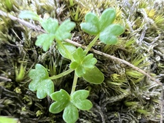 Hydrocotyle foveolata