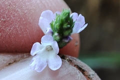 Verbena officinalis