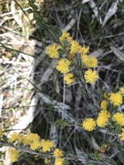 Acacia glandulicarpa