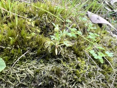 Brachyscome perpusilla