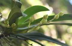 Sarcochilus falcatus