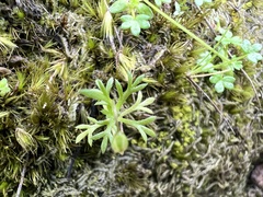 Brachyscome perpusilla