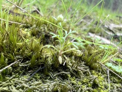 Brachyscome perpusilla