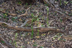 Pterostylis foliata