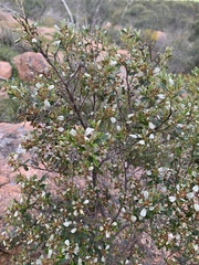 Spyridium spathulatum