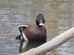 Aythya australis