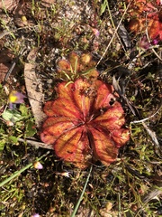 Drosera bulbosa