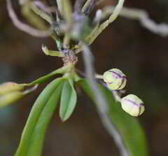 Sarcochilus falcatus
