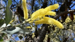 Acacia binervia