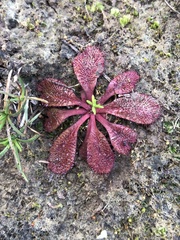 Drosera rosulata