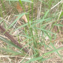 Tetrarrhena juncea