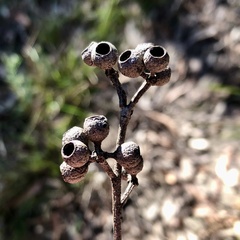 Eucalyptus piperita
