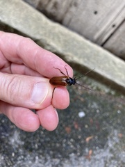 Cebrio gigas