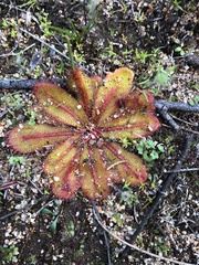 Drosera bulbosa