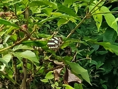 Phaedyma columella singa