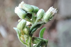 Erigeron sumatrensis