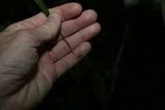 Flagellaria indica