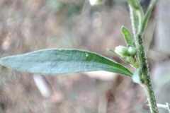 Erigeron sumatrensis