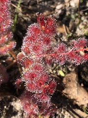 Drosera stolonifera
