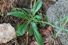 Erigeron sumatrensis