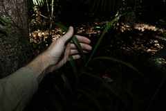 Flagellaria indica