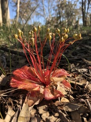 Drosera macrophylla