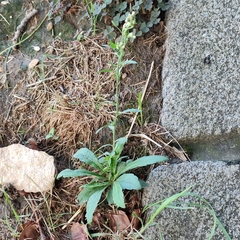 Erigeron sumatrensis