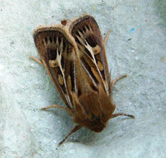 Cerapteryx graminis