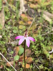 Caladenia