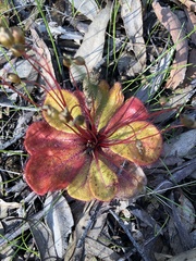Drosera macrophylla