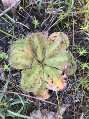 Drosera collina