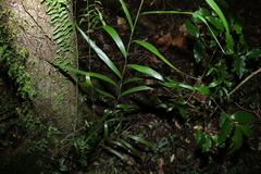 Flagellaria indica