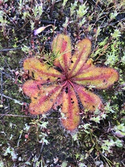 Drosera bulbosa