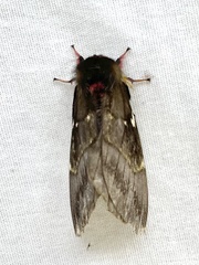 Saturniidae