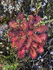 Drosera bulbosa
