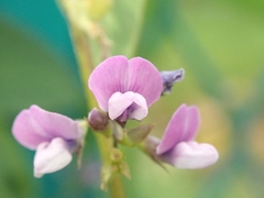 Glycine max soja