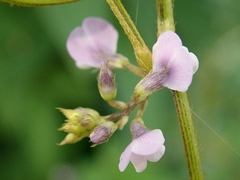 Glycine max soja