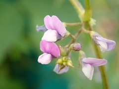 Glycine max soja