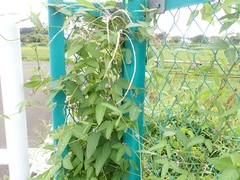 Glycine max soja