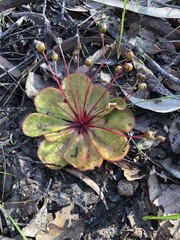 Drosera macrophylla