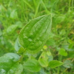 Hackelia latifolia