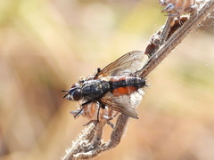 Eriothrix rufomaculata