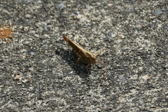 Dissosteira carolina