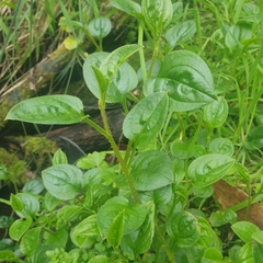 Hackelia latifolia